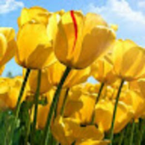 Meet your Posher, Ayesha